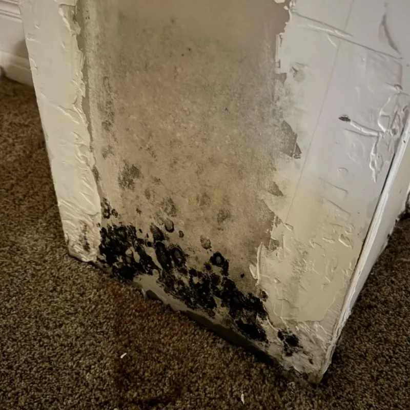 Professional Mold Removal in Chester, PA